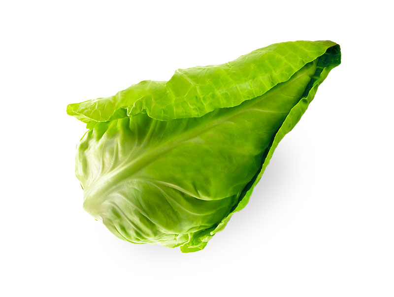 Pointed Cabbage